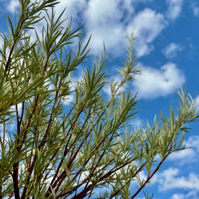 Salix x erdingerii Palmowa