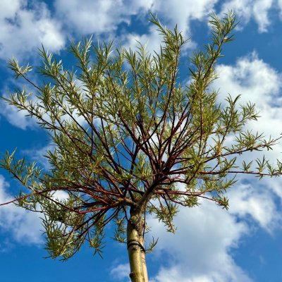 Salix x erdingerii Palmowa