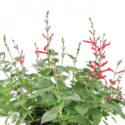 Salvia elegans Scarlet Pineapple