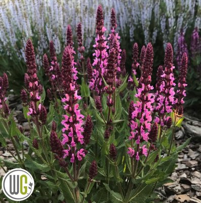 Salvia nemorosa Pink Produsion ®, Stäppsalvia, C3