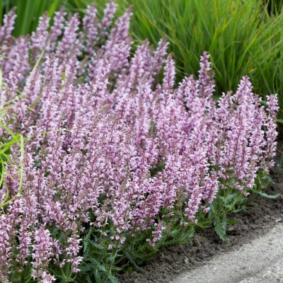 Salvia nemorosa Feathers Flamingo ® (Bocoffla), Stäppsalvia, C11cm
