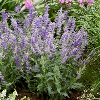 Salvia nemorosa Feathers Peacock ® (Bocofpea), Stäppsalvia, C11cm