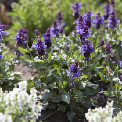 Salvia nemorosa Blue Marvel, Stäppsalvia