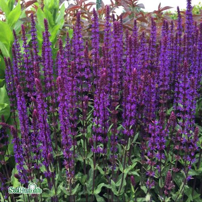 Salvia nemorosa Caradonna, Stäppsalvia, C13cm