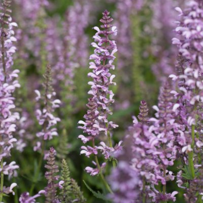Salvia nemorosa Feathers Flamingo ® (Bocoffla), Stäppsalvia, C11cm