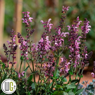 Salvia nemorosa Pink Dawn ®, Stäppsalvia, C5