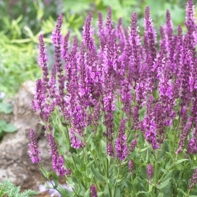 Salvia nemorosa Pink Friesland ®