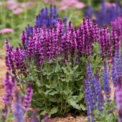 Salvia nemorosa Salute Royal Magenta