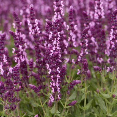 Salvia nemorosa Sensation ® Medium Pink