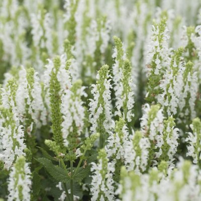 Salvia nemorosa Sensation ® White, Stäppsalvia