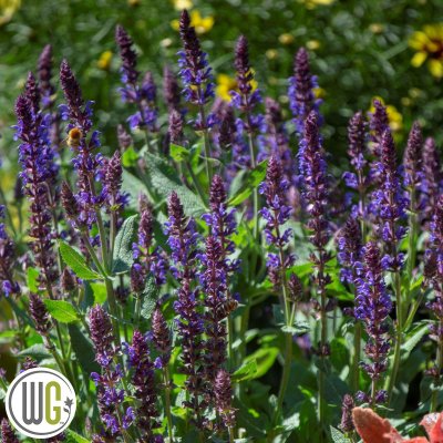 Salvia nemorosa Violet Riot ®, Stäppsalvia, C5