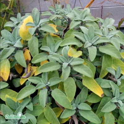 Salvia officinalis, Kryddsalvia, C13cm