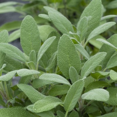 Salvia officinalis Grower's Friend, Kryddsalvia
