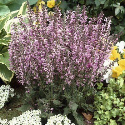 Salvia pratensis Rose Rhapsody, Ängssalvia