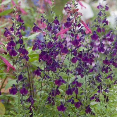 Salvia x jamensis Nachtvlinder