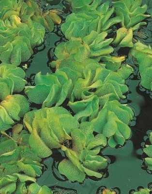 Salvinia natans, Simbräken, styck