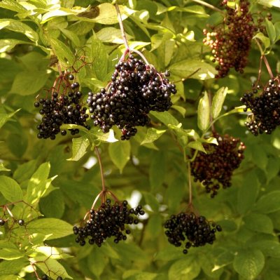 Sambucus nigra Sampo, Fläder, busk C5