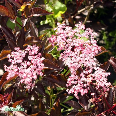 Sambucus nigra Black Beauty (Gerda), Blodfläder, C5
