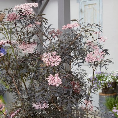 Sambucus nigra Black Lace (Eva)