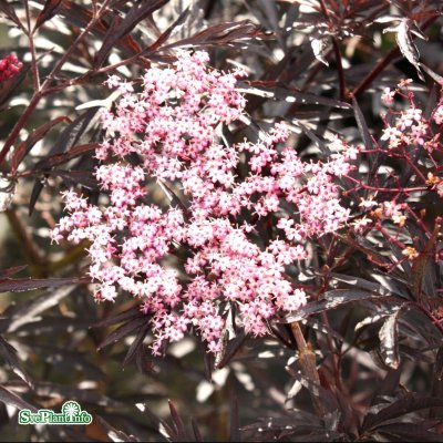 Sambucus nigra Black Lace (Eva), Blodfläder, C5
