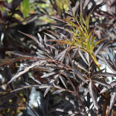Sambucus nigra Black Lace (Eva), Blodfläder