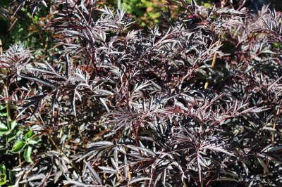 Sambucus nigra Black Lace (Eva), Blodfläder, C5
