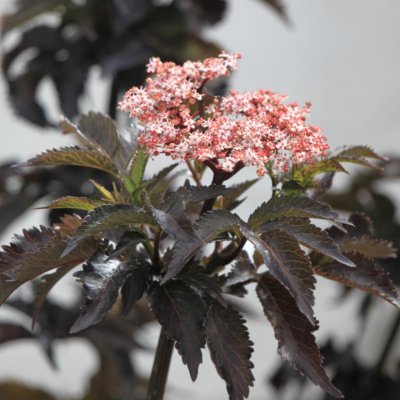 Sambucus nigra Black Tower ® (Eiffel 1), Blodfläder, C5