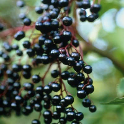 Sambucus nigra Haidegg, Fläder