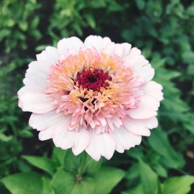 Zinnia, Zinderella Lilac