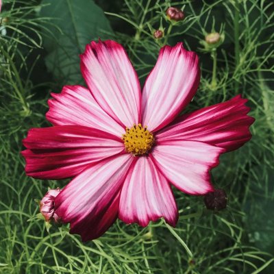 Rosenskära, Velouette