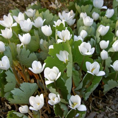 Sanguinaria canadensis, Blodört, P9cm
