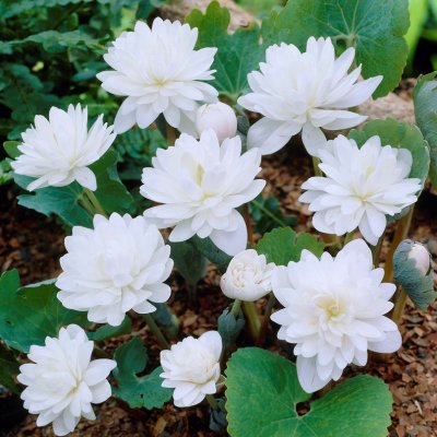 Sanguinaria canadensis Multiplex, Blodört, P9cm