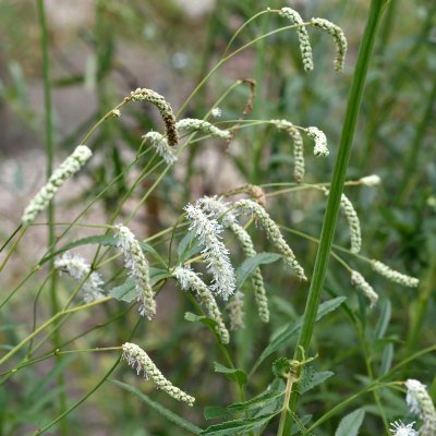 Sanguisorba tenuifolia All Time High, Hängpimpinell, SQ1