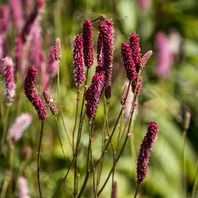 Sanguisorba Blackthorn, Trädgårdspimpinell