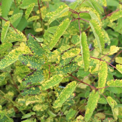 Sanguisorba officinalis Lemon Splash, Blodtopp, SQ1