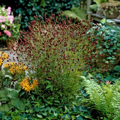 Sanguisorba officinalis Red Thunder, Blodtopp, SQ1