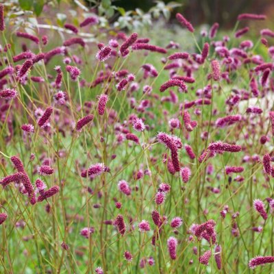 Sanguisorba tenuifolia Pink Elephant, Hängpimpinell