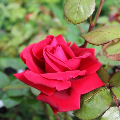 Santana ® (Tanklesant), Klätterros/Buskros, C4