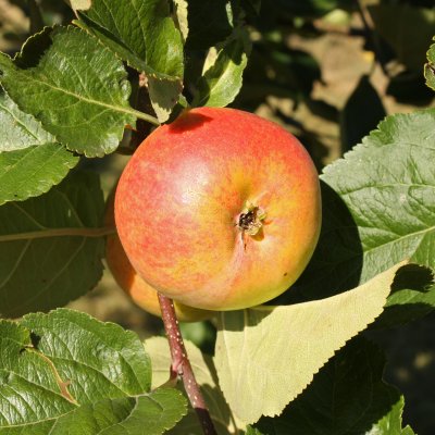 Äpple, Santana, stam A2 C10