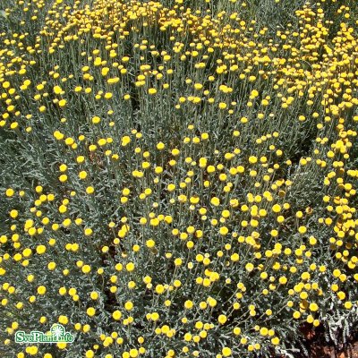 Santolina chamaecyparissus, Grå Helgonört, C11,5cm