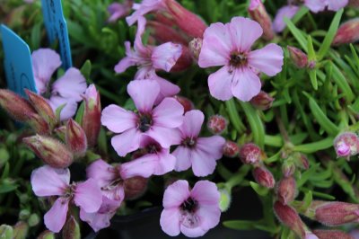 Saponaria x olivana, Kuddsåpnejlika, P9cm