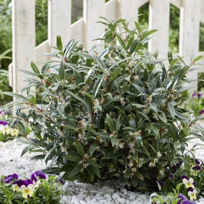 Sarcococca hookeriana Purple Gem ®, Sarcococca