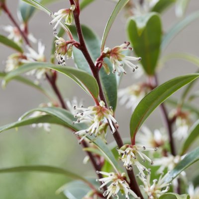 Sarcococca hookeriana Purple Gem ®