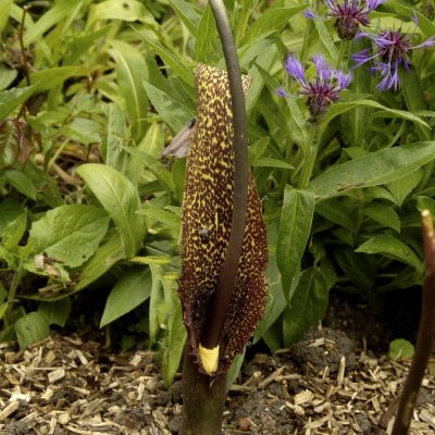 Ödlekalla Sauromatum venosum 1st