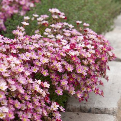 Saxifraga arendsii Marto Picotee Red, Rosenbräcka