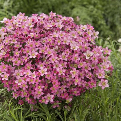 Saxifraga arendsii Pixie, Rosenbräcka