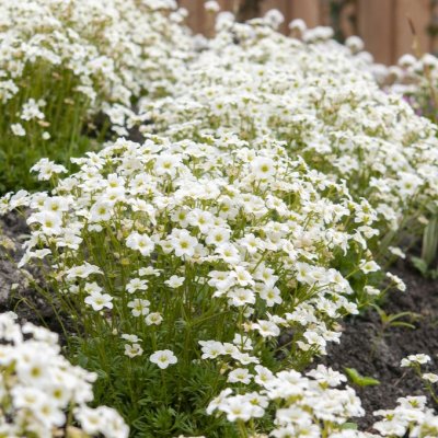 Saxifraga arendsii Pixie White