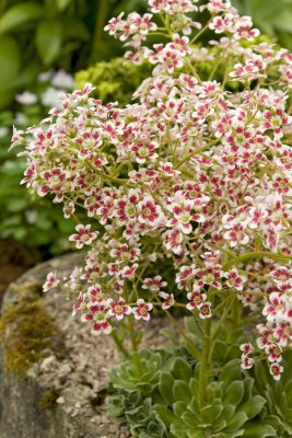 Saxifraga cotyl. Southside Seedling, Fjällbrud, P9cm