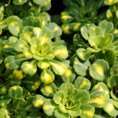 Saxifraga cuneifolia Variegata, Slöjbräcka, P9cm