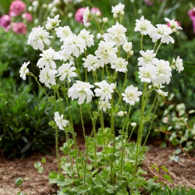 Saxifraga granulata Plena (Flore Pleno), Mandelblomma, P9cm